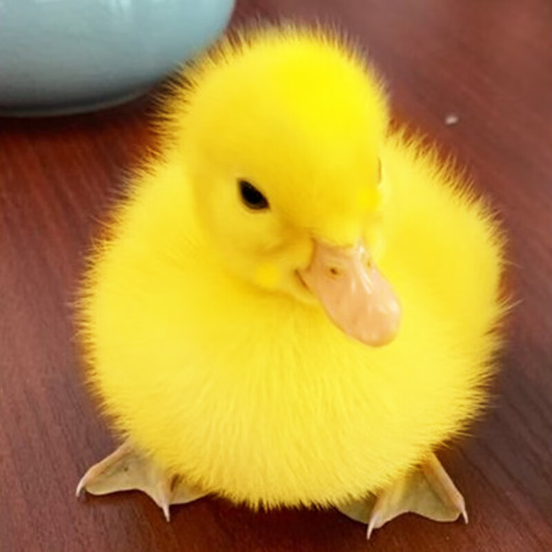 小鸭子活宠物柯尔鸭活宠物可达鸭活宠物活的真小鸭子宠物幼崽活苗 小