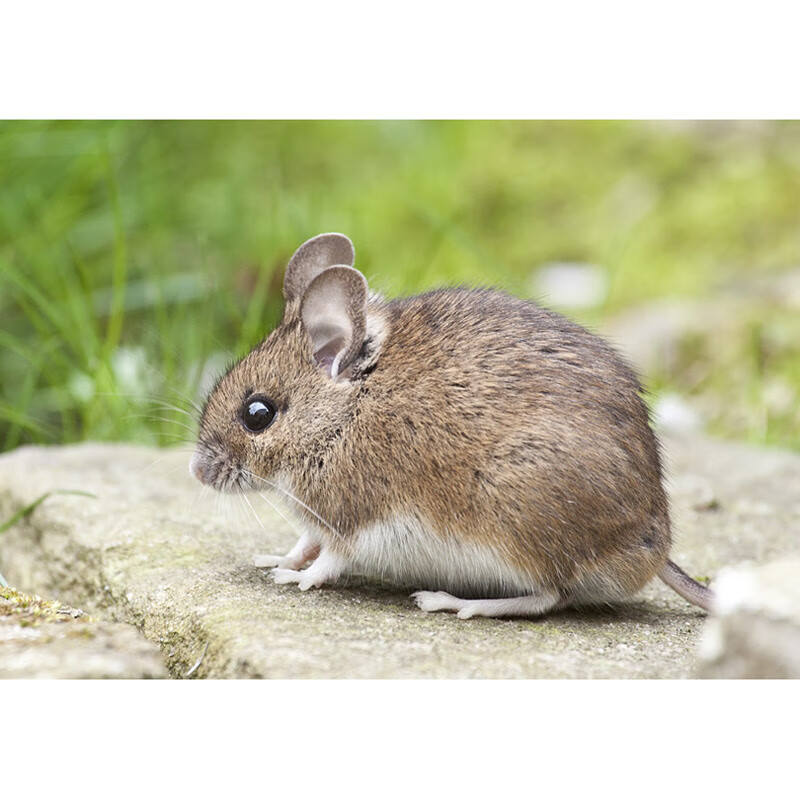 十二生肖动物图海报 十二生肖属相动物海报画小鼠牛虎兔龙蛇马羊 1 30