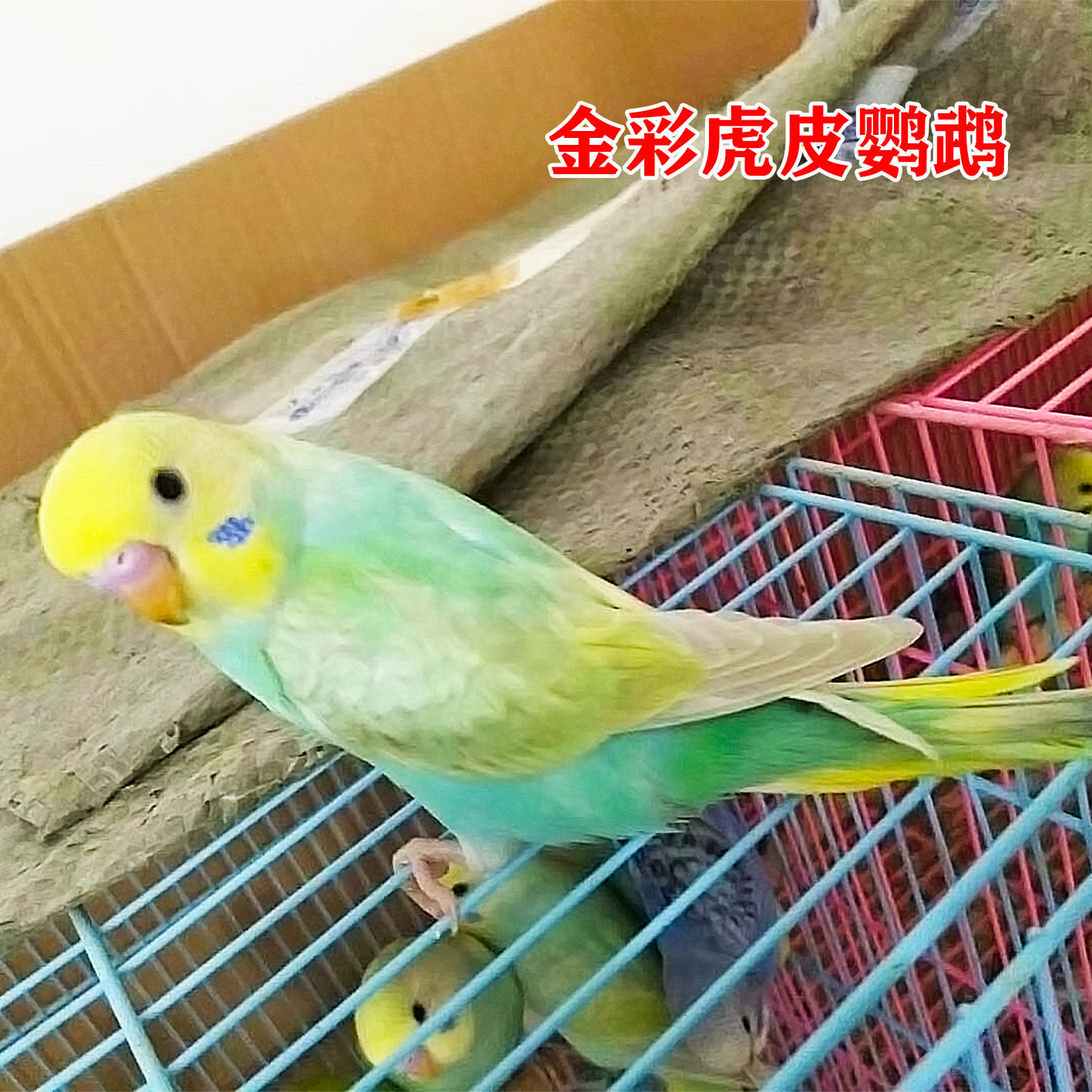 AJAJ特色金彩虎皮国血大头鹦鹉雨衣鹦鹉活体可说话可观赏鸟宠物鹦鹉鸟 金彩 公母一对怎么看?