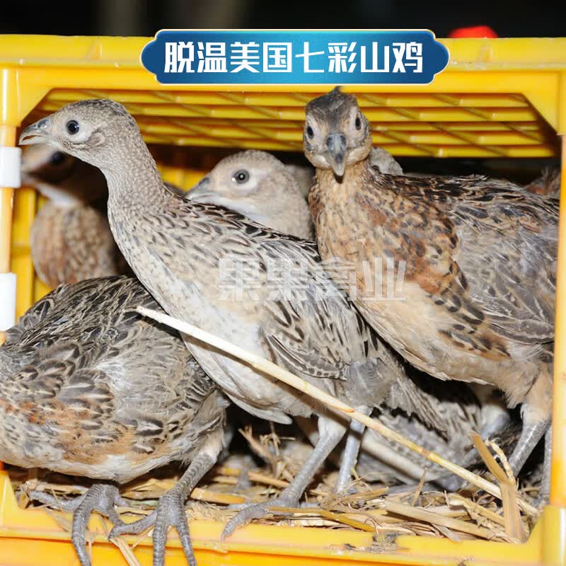 七彩山鸡苗雉鸡苗半斤七彩山鸡小山鸡苗半大青年孔雀蓝山鸡苗 (3只装)