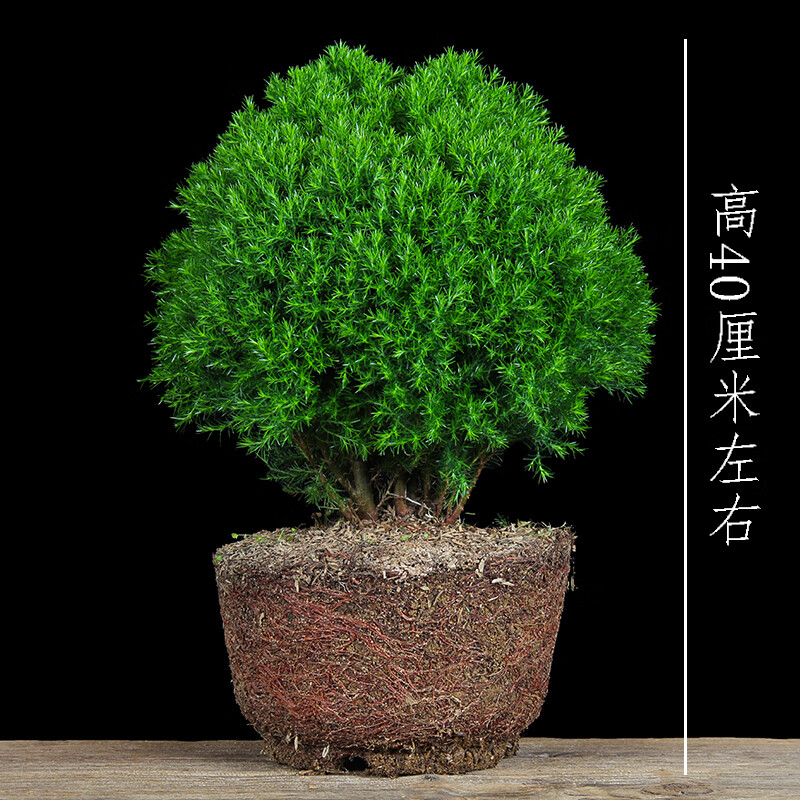 雾松盆栽雾凇四季常青好养易活耐寒旱室内外植物办公桌面花卉雾凇小