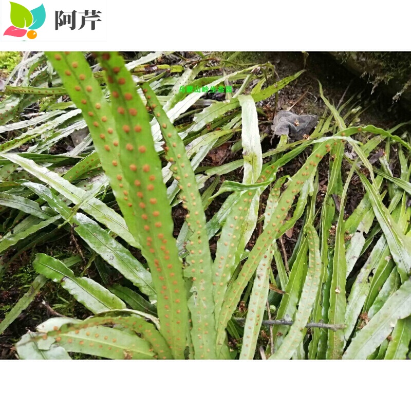 江南星厥七星草瓦韦小叶骨牌草七星剑苗盆栽观赏阿芹 5株 不含盆