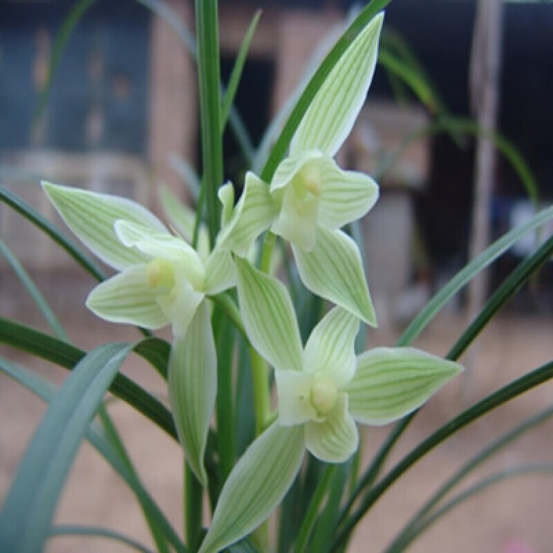 名贵兰花花苞型永怀素素冠荷鼎花卉植物兰草室内庭院 碧龙玉素一件