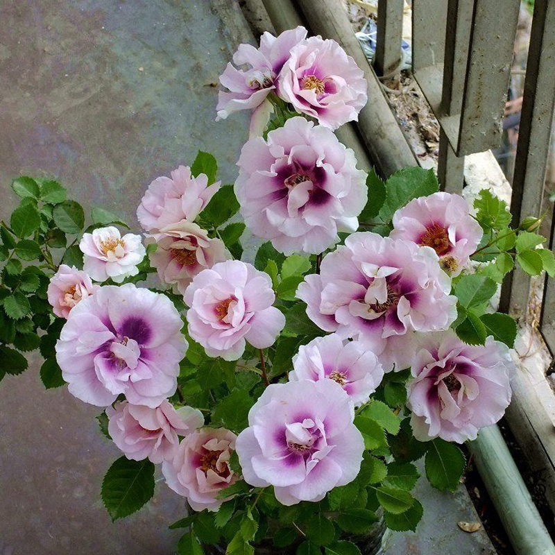 月季花苗你的眼睛复色月季玫浓香灌木勤花多头月季 你的眼睛(中苗) 不