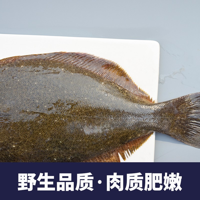 三蟹岛 鸦片鱼 新鲜 比目鱼 鲽鱼  偏口鱼 深海鲽鱼  生鲜鱼类 海鲜水产 7-7.5斤/1条 新鲜鸦片鱼