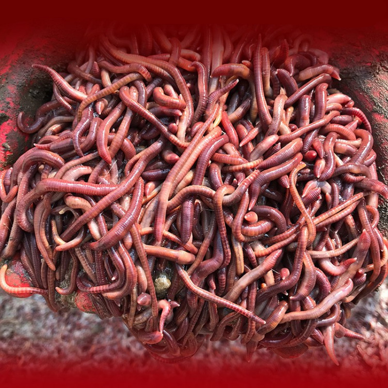 奴诗漫蚯蚓活体野钓饵料红蚯蚓活饵盒装垂钓鱼活饵料种苗散装 3斤蚯蚓