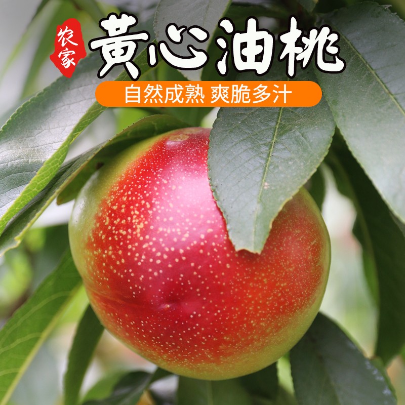 密农人家 密云山区 新鲜油桃 水果 500g  黄心油桃