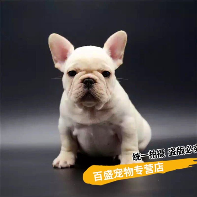 别态萌纯种血统法牛犬 奶油色法国斗牛犬 幼犬家养活体宠物狗  健康