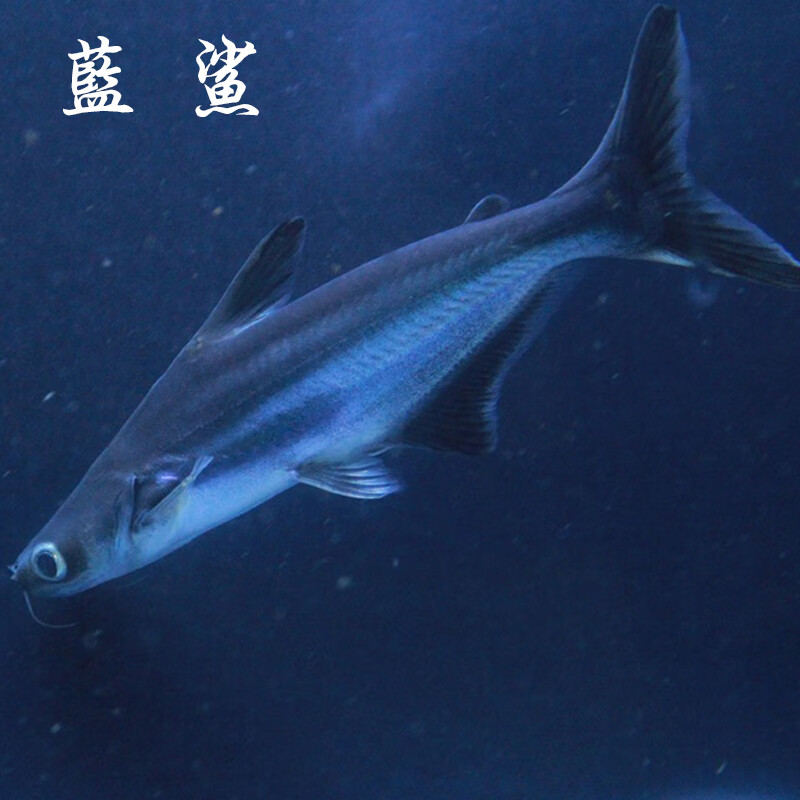 鲨鱼成吉思汗鲨大白鲨蓝鲨虎头鲨白化鲨凶猛热带淡水鱼观赏鱼活体