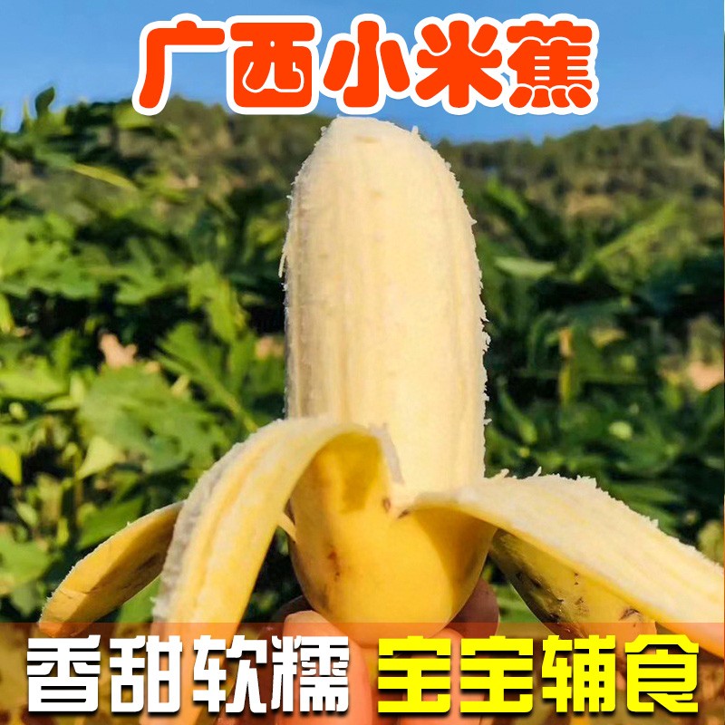（现摘现发）广西小米蕉 新鲜当季水果自然熟香蕉banana芭蕉苹果香蕉粉焦整箱 2500g