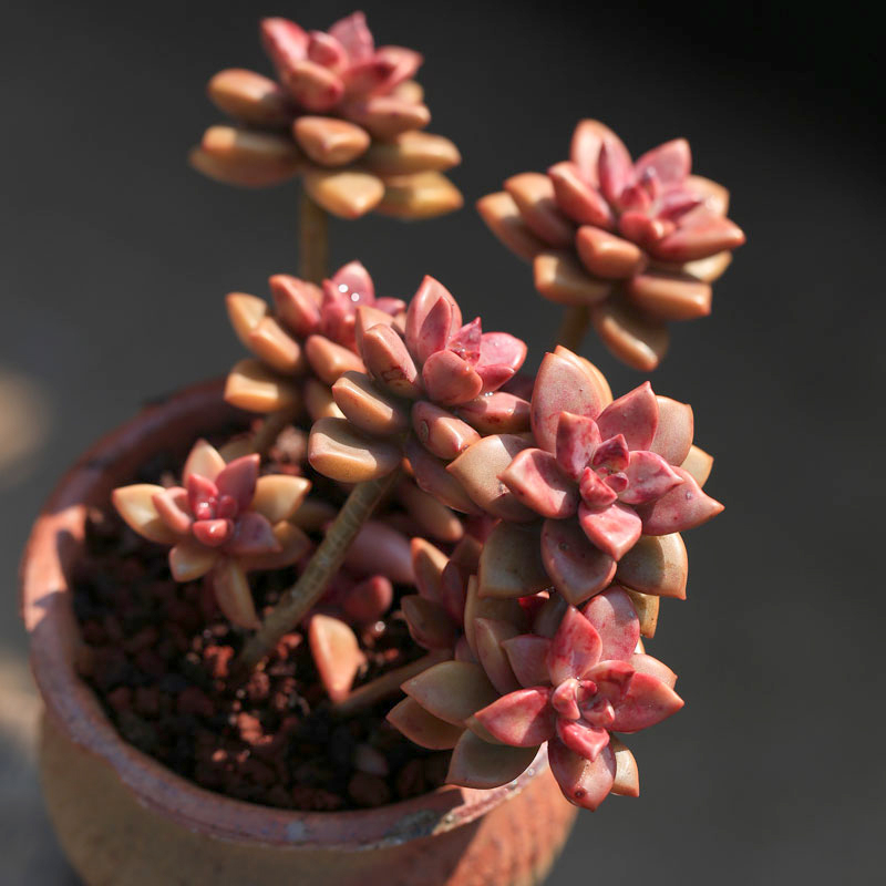 多肉植物特大尺寸蒂亚桃蛋云南高端好养肉肉盆栽好养花卉 姬胧月[散群