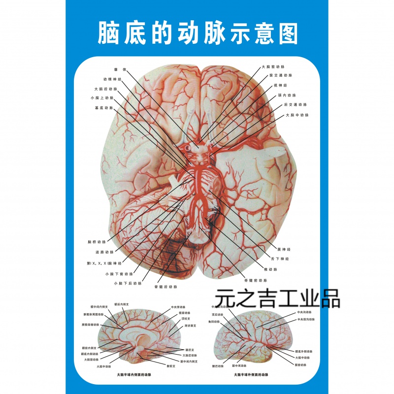 定制适用脑底动脉大脑半球动脉脑动脉解剖图脑示意图医院布置海报 脑