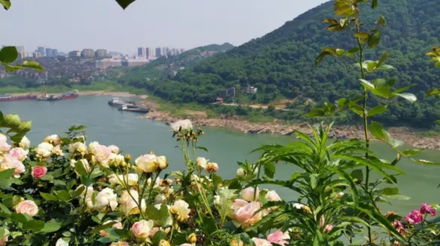 门票—成人票 铜锣花谷生态园 景点门票