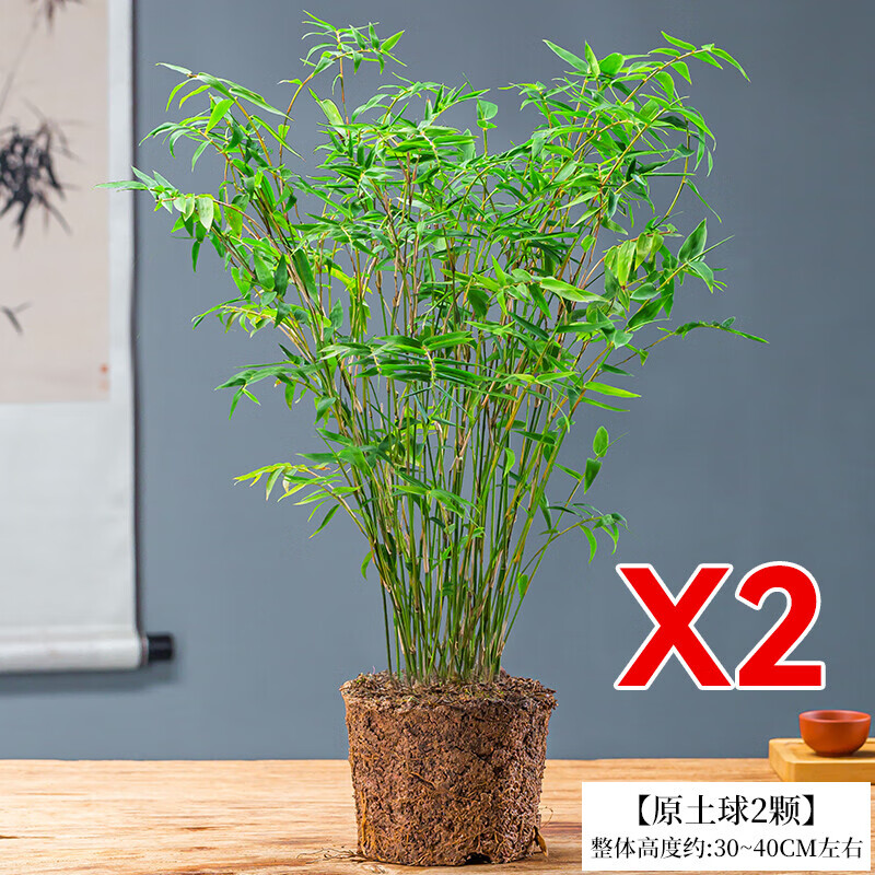 ���� ���Է�β�������辰����ͥԺ�ļ�������ֲ ԭ����������(������) ����