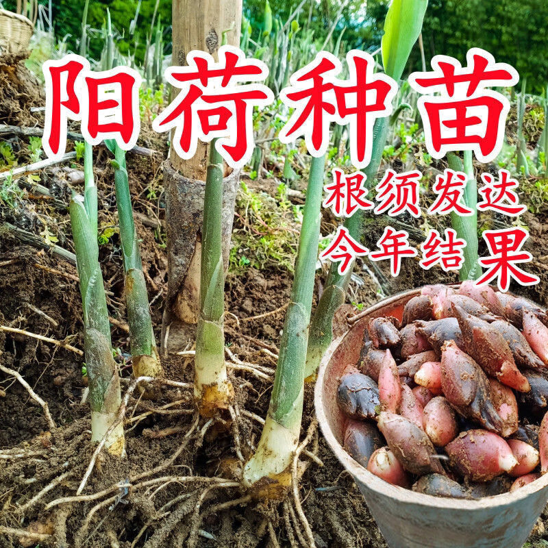 阳荷姜种子根种苗批发四季农家蔬菜野菜现挖恩施新鲜洋荷姜种子苗