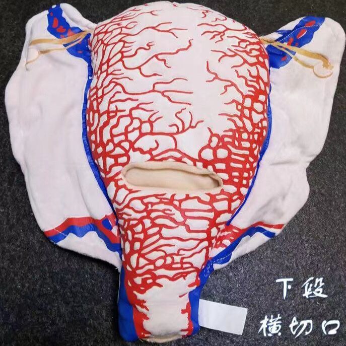 医学教具妊娠子宫血管构造软体模型 下段横切口