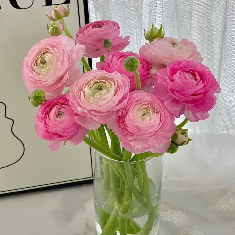 素蜜【2件】洋牡丹鲜切花云南基地直发家庭水养 粉色洋牡丹1扎
