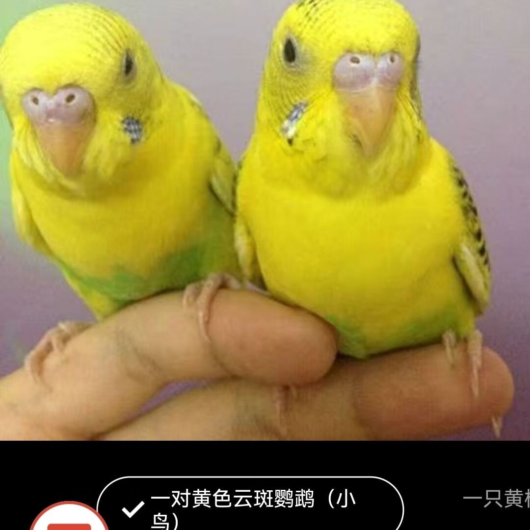 活鸟虎皮牡丹玄凤鹦鹉中手养成年幼鸟情侣 一对黄色鹦鹉(两个月左右)