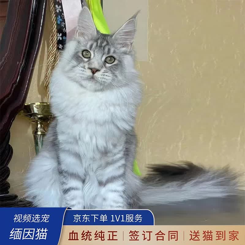 喵然心动 缅因猫幼猫活体纯种大体猫银虎棕虎烟熏性格好家庭伴侣辅助养猫 宠物级 【银虎缅因猫】怎么看?