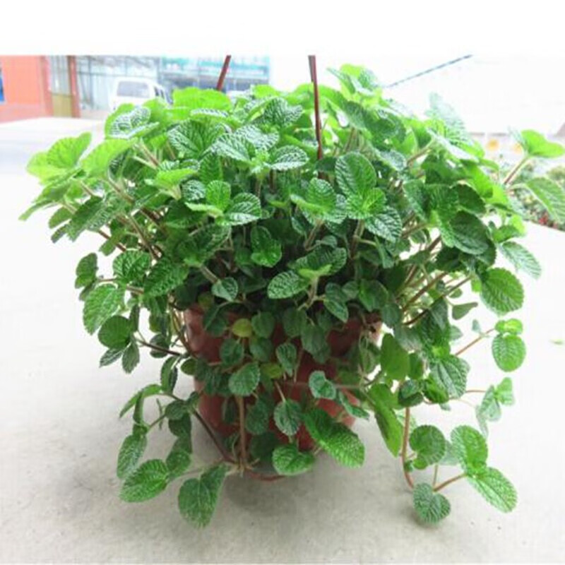 室内苗木室内盆栽垂吊花卉植物花卉盆栽土培水培植物 吸毒草整盆苗