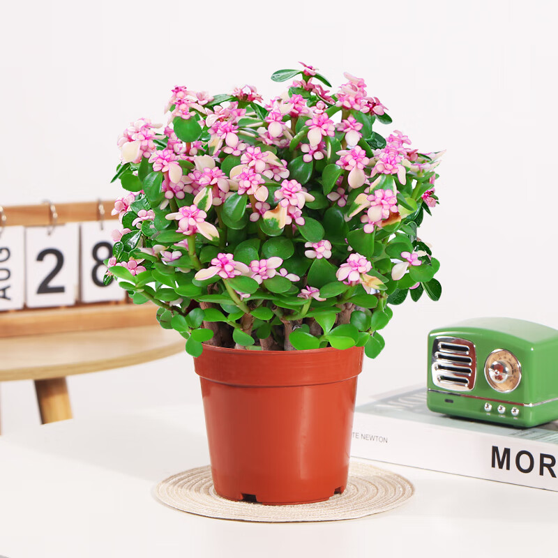 格调生活金枝玉叶多杆盆栽绿植花卉室内客厅好养活水培美观带花发货