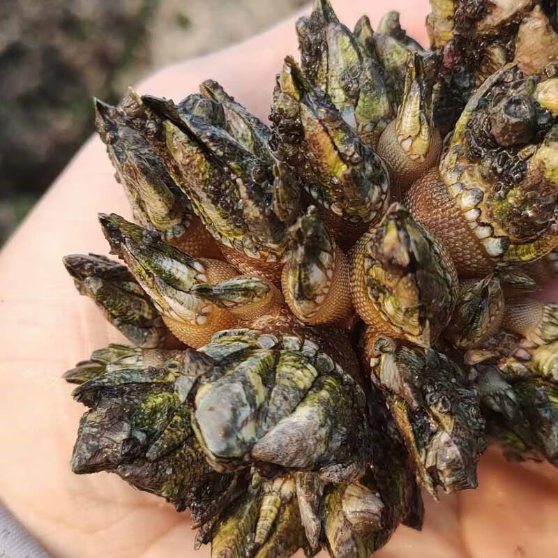 鲜水港1-2斤装佛手螺鲜活新鲜狗爪螺龟脚鸡爪螺鹅颈藤壶非即食海螺 1