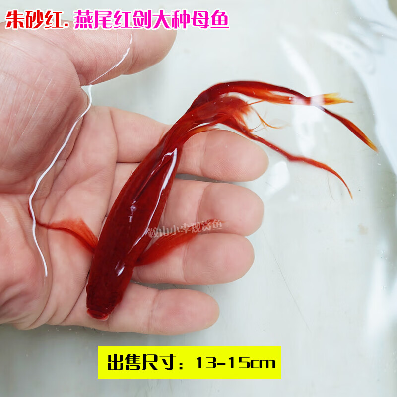 淡水观赏鱼燕尾红剑鱼高鳍高帆长尾红箭鱼孔雀鱼凤尾鱼公母热带鱼