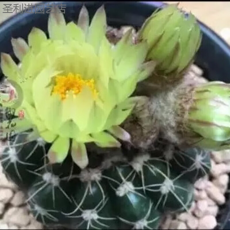 懿儱佩绯花玉仙人球开花品种室内可爱小盆栽桌面超萌类多肉植物 青莲