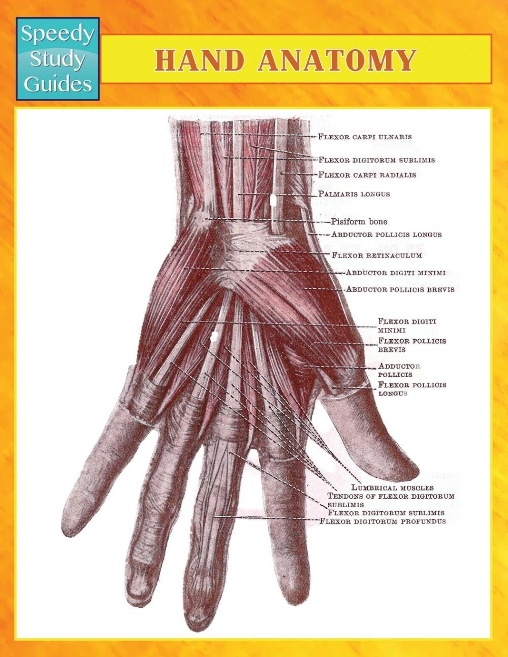预售 按需印刷 hand anatomy (speedy study guides)