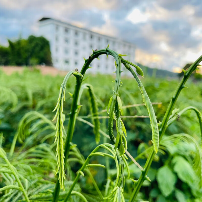 云南臭菜苗怕哈苗2-3年带根 1棵