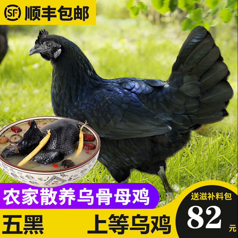 顺丰速运 农家散养乌骨鸡土鸡老母鸡五黑鸡鸡肉新鲜活体现杀乌鸡汤 散