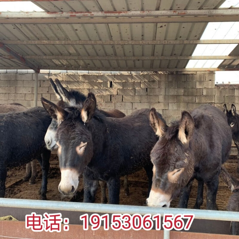 德州驴活苗改良肉驴活体小驴驹纯种三粉驴小毛驴驹关中驴养殖技术