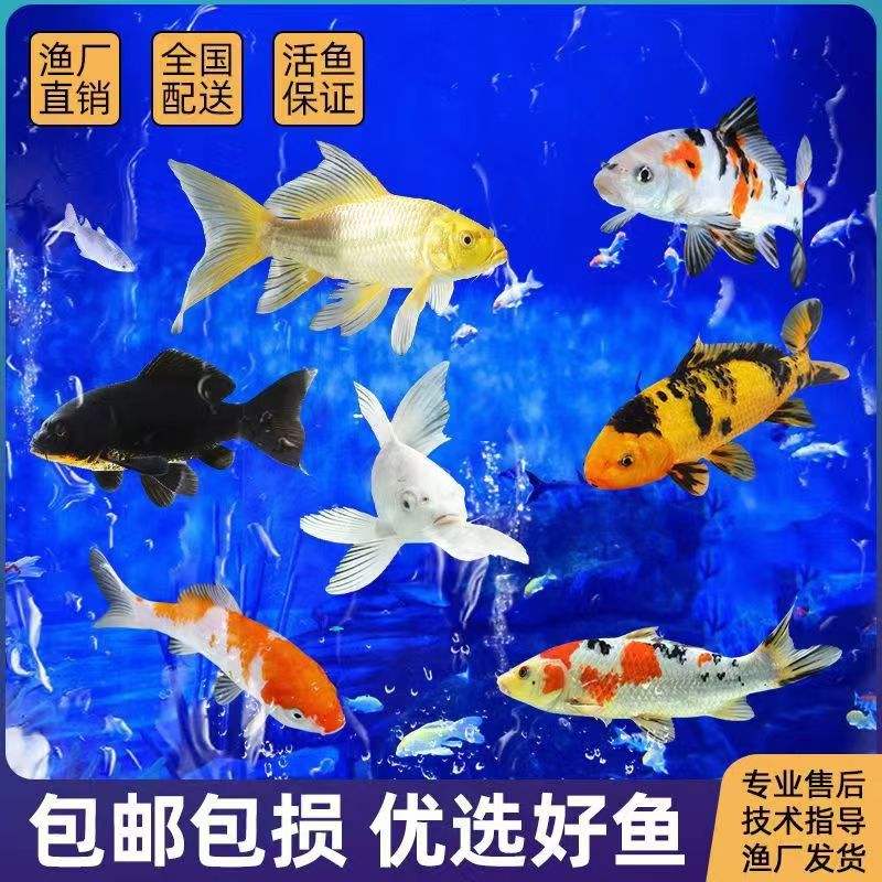 锦鲤活鱼锦鲤观赏鱼金鱼活鱼金鱼观赏鱼锦鲤鱼风水鱼冷水鱼招财鱼 6-8cm黑白黄红各2条共8条