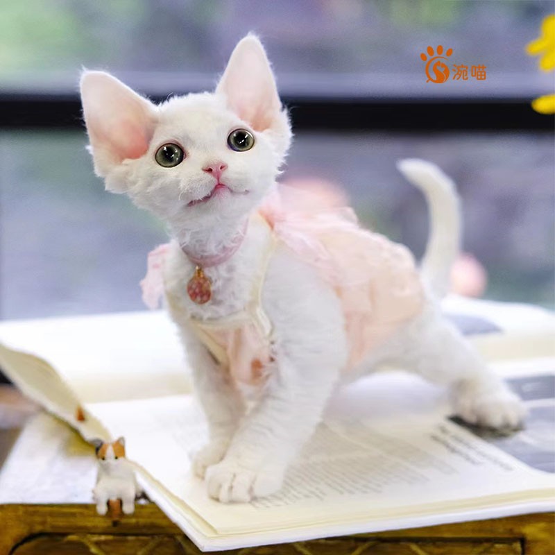 涴喵 【签订合同】纯种德文卷毛猫活体幼猫幼崽国王猫黑白乳色德文 C-宠物级怎么样,好用不?