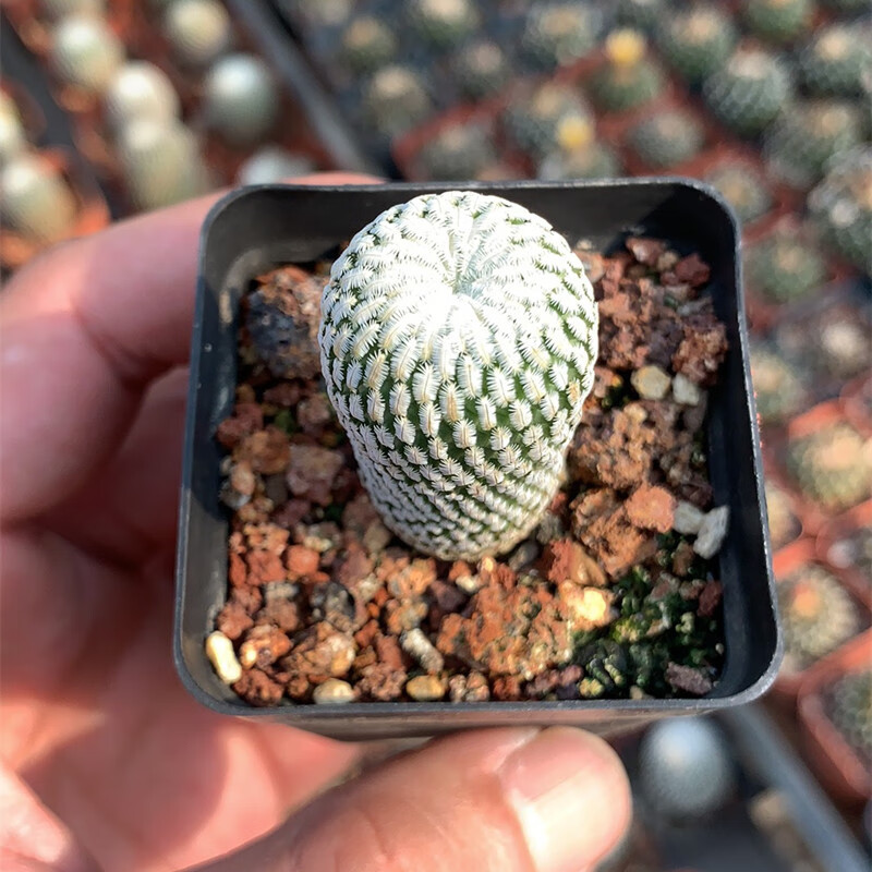 clcey粉花精巧殿仙人球自根开花仙人掌类多肉植物小盆栽趴刺精品稀有