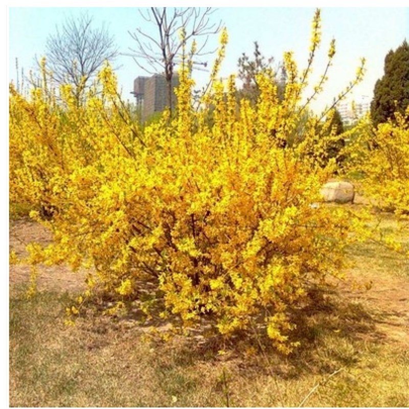 连翘花树苗盆景绿植盆栽庭院花园观花植物黄老虎苗金钟花苗 连翘2年苗