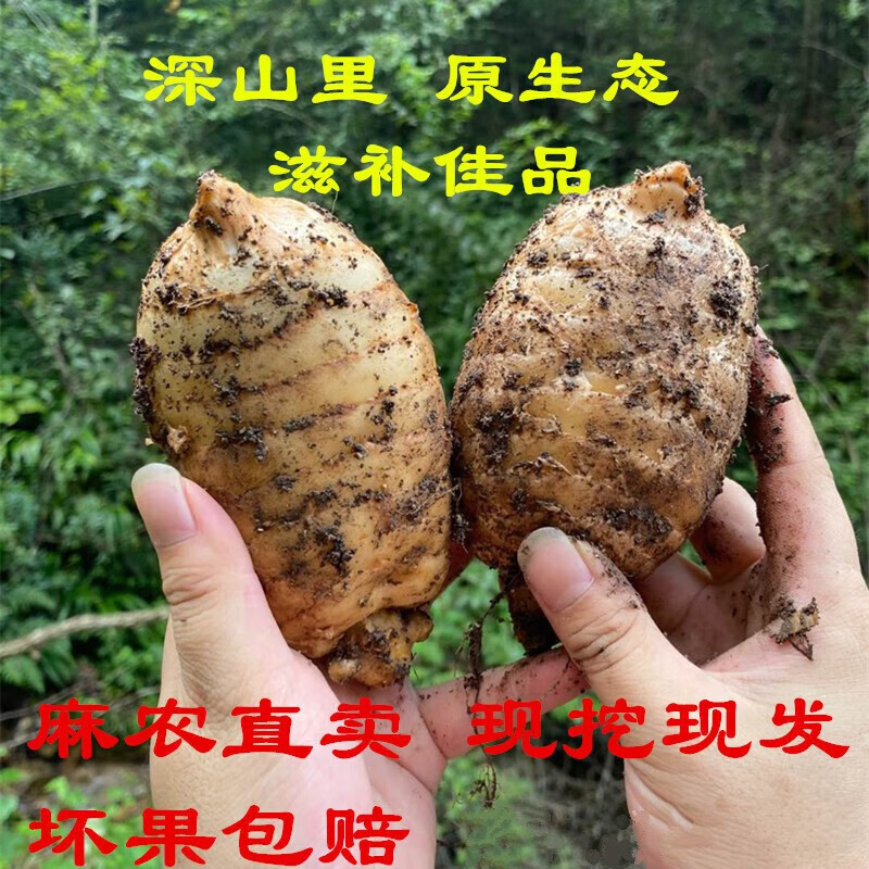 新鲜天麻深山采挖鲜天麻 现挖现发滋补佳品非野生500g 鲜天麻小果8-12