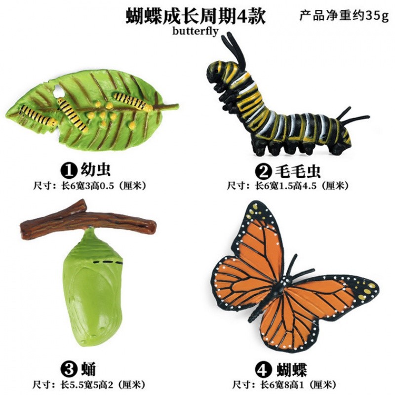 蝴蝶成长周期套装(4个)