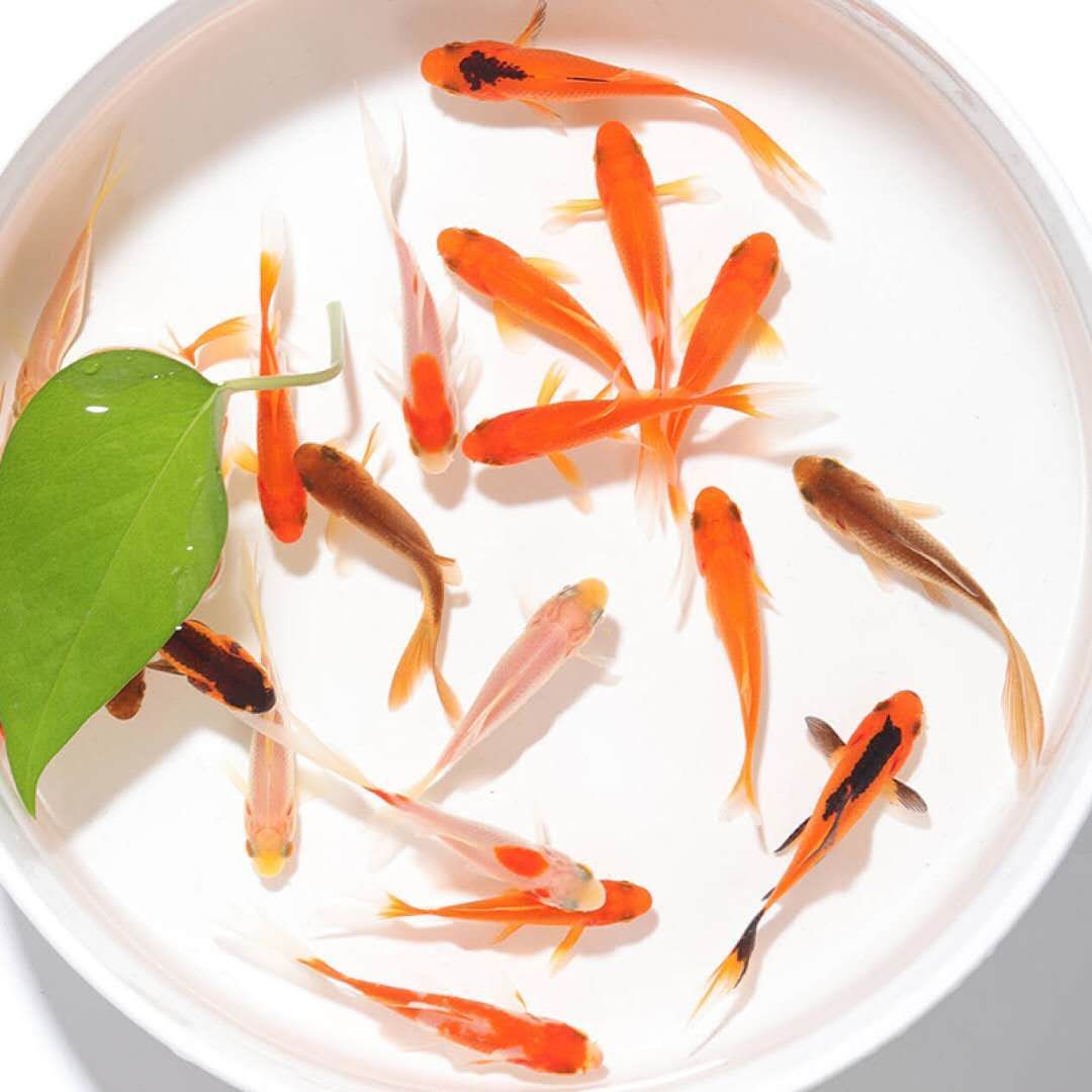 墨一金鱼活体草金大草金金鱼苗锦鲤冷水鱼观赏鱼不用加温龙鱼饲料 红