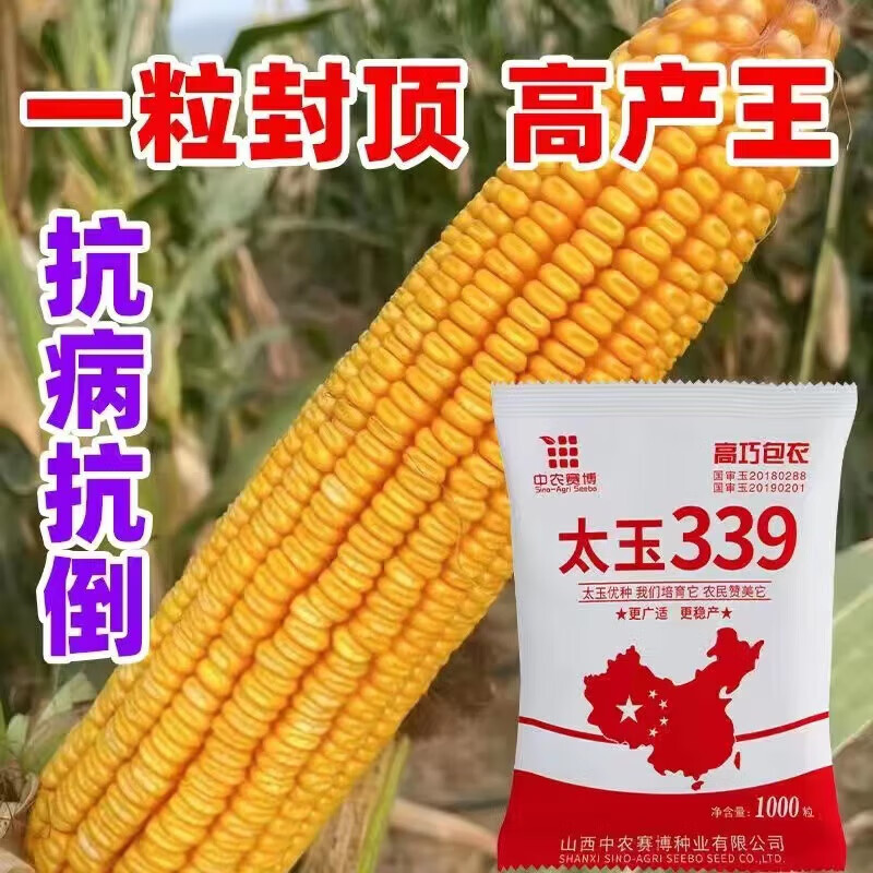 细辛太玉339矮杆玉米种大棒双胞胎红轴包谷抗虫南北抗病抗涝抗旱 太玉
