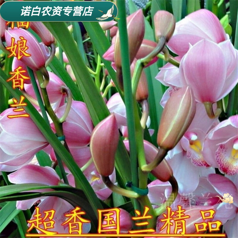 素蜜超香兰花   开花的好品种 福娘香兰 1苗新手试养