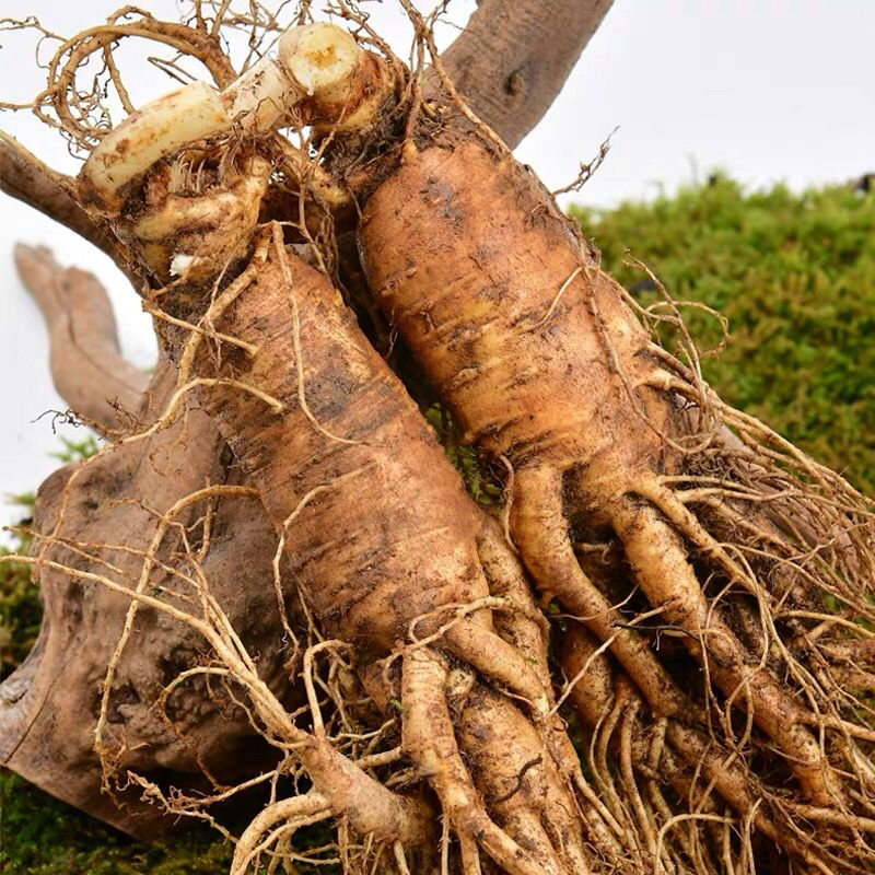 【新鲜西洋参】现挖大个西洋参整只新鲜带土高参龄非野人参花旗参 10