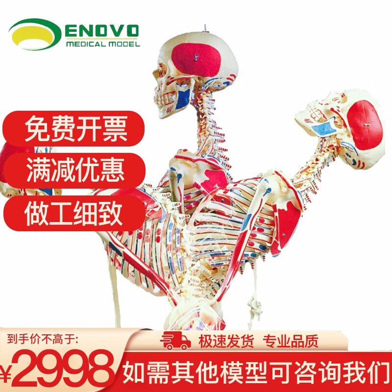 enovo medical model 170cm人体骨骼肌肉模型 脊柱弯曲瑜伽健康骨 康