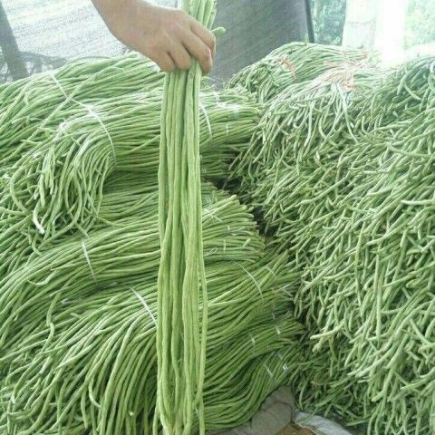 【精选】特长干枝梅豆角种子高产早熟春秋四季易种庭院田园豇豆蔬菜