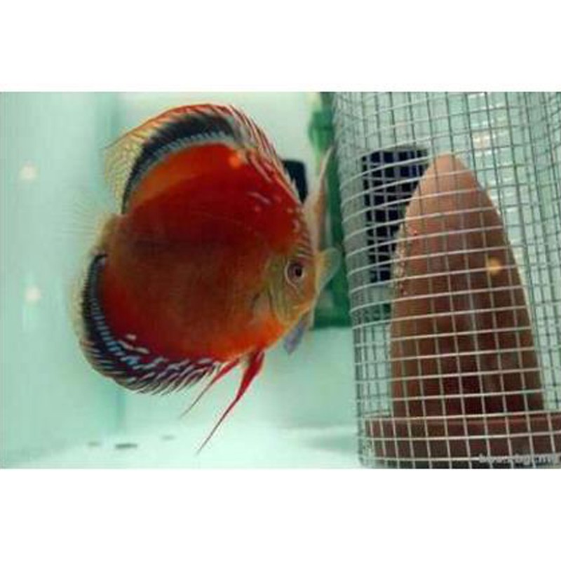 鱼七彩神仙鱼渔场直销红富士水族活体鱼sqianpet 野血红卡8-10厘米