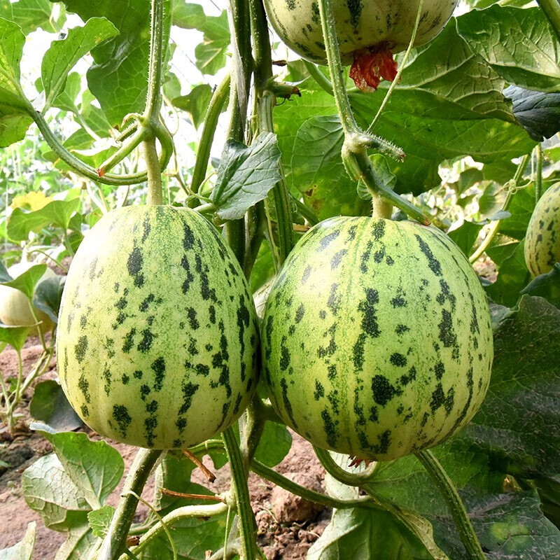 三千苗 花宝甜瓜种子种籽超甜四季早熟阳台盆栽小菜园农家蔬菜孑 金花