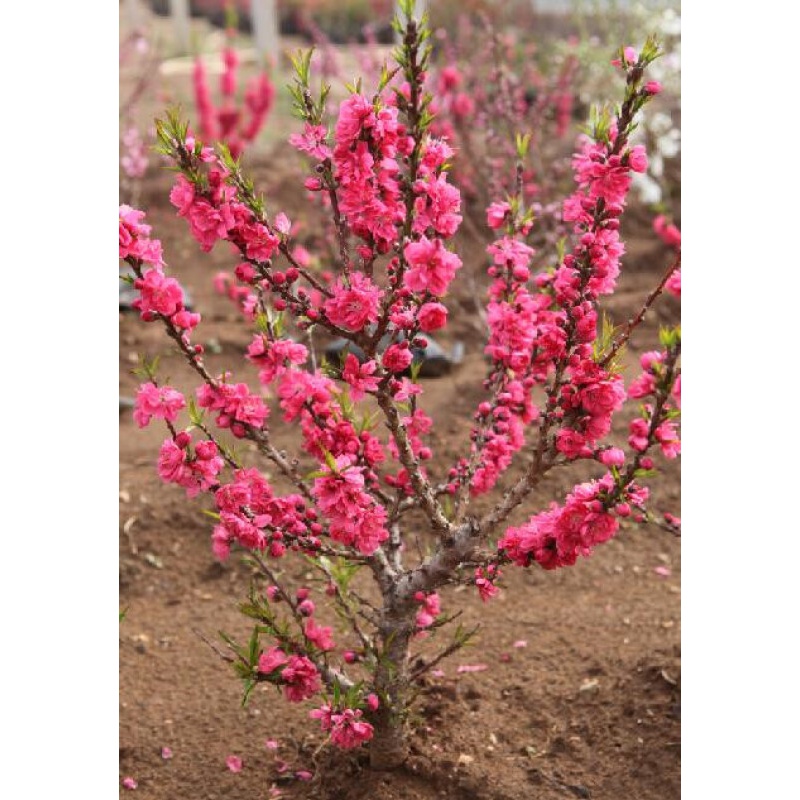 寿星桃苗盆栽苗室内植物观花卉盆景重瓣桃花庭院易活小盆栽盆栽桃花苗