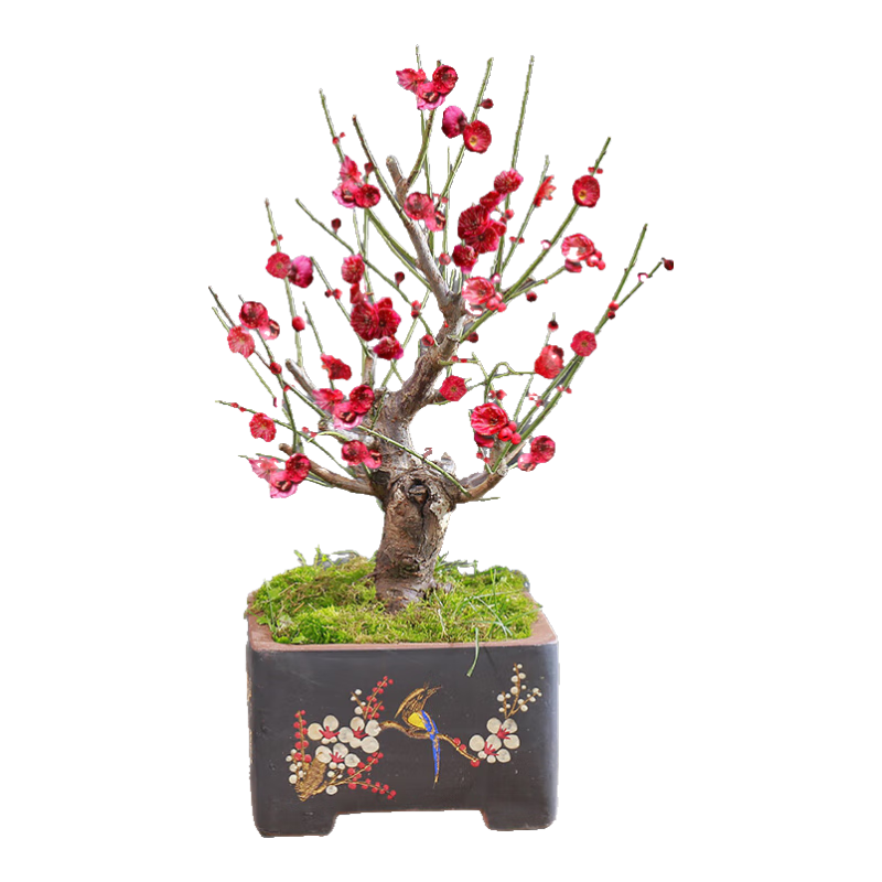 ����Ũ������÷���������Զ�������ֲ���÷2���ף������裩Դͷֱ�� 41.9Ԫ