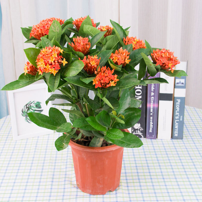 倾颜山丹丹四季开花龙船花植物盆栽绣球花苗庭院阳台观花绿植多年花卉