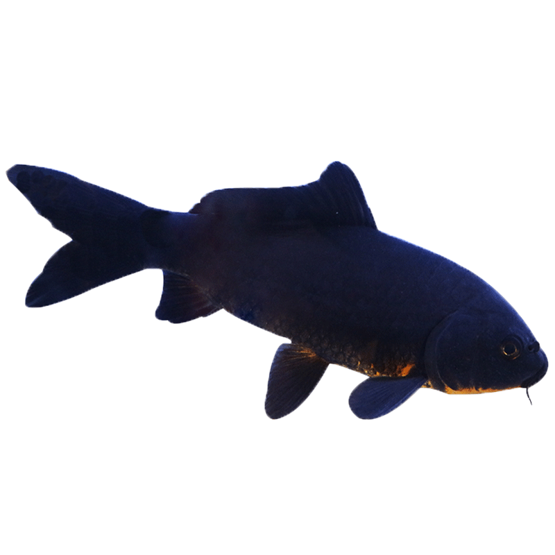 琅河水族：与价格走势相比，了解更多优质活体商品|水族活体历史价格走势